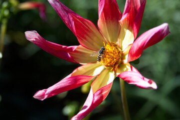 Dahlia flower close-up and insect collecting pollen
