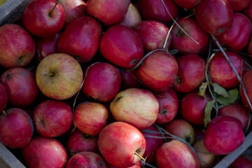 Box with apple harvest close-up