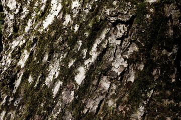 Tree Bark Covered with Lichens Texture