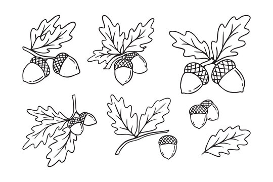 Hand drawn doodle oak leaves acorns icon set. leaf, acorn of an oak tree. Outline drawing an acorn. 
