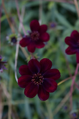 Close-up of Cosmos chocolate flowers against green grass