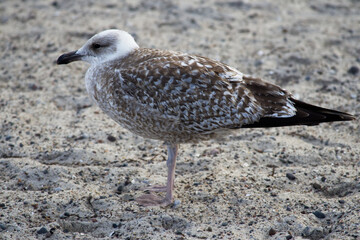 A young seagull with speckled plumage on the sand
