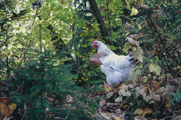 A white chicken standing among leaves and greenery in a forested area, capturing rural and natural life.