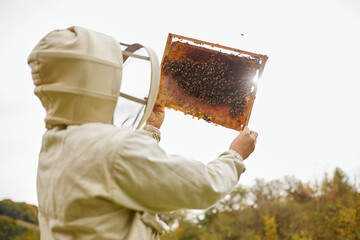 Beekeeper holding a frame with honeycombs and bees in his hands against the background of a beautiful autumn landscape.