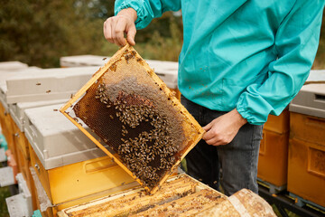 Beekeeper holding a frame with honeycombs and bees in his hands against the background of a beautiful autumn landscape.