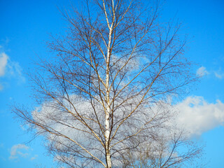 Fototapeta premium Birch tree with branches without leaves during winter time and blue sky with white clouds. Topics: natural environment, vegetation, season, deciduous tree, nature