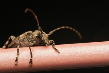 Aegomorphus jaspideus Posed on Pink Stick