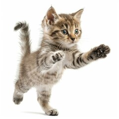 Obraz premium Adorable tabby kitten jumping and playing, extending its paws towards something unseen against a clean white backdrop