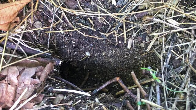 Wasp nest in the ground