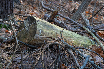 Cut log