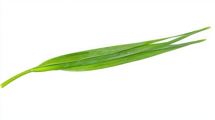 Obraz premium Closeup of a Vibrant Green Leaf