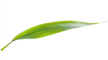 Obraz premium Close-up of a Vibrant Green Leaf