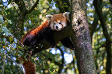 Red Panda