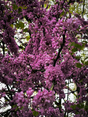 Obraz premium blooming pink judas tree in spring