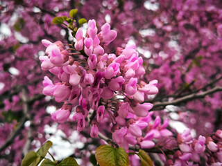 blooming pink judas tree in spring