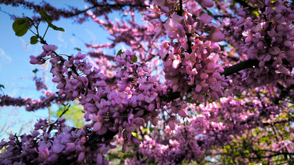 Obraz premium blooming pink judas tree in spring