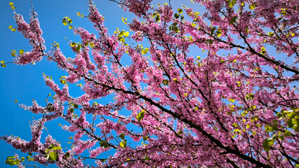 blooming pink judas tree in spring