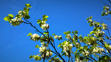 white blooming branches of judas tree with blue sky in the background
