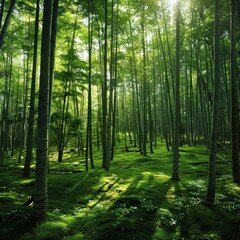 Obraz premium A dense bamboo forest
