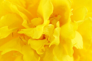 Vibrant Yellow Flower Close-Up Highlighting Petals and Texture for Nature Lovers and Floral Enthusiasts, Perfect for Brightening Any Design Project or Artwork