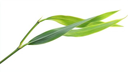 Obraz premium Closeup of Vibrant Bamboo Leaves