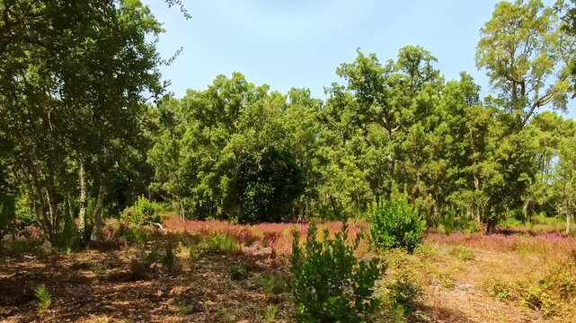 Lichtspiel im sonnigen gr&uuml;nen Kiefernwald, B&auml;ume, Pflanzen, Wald, Forst, Landschaft, Pflanzen