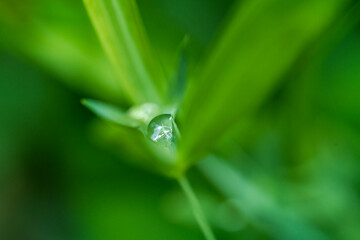 Green leaves with morning drew point water drops and soft bokeh background