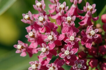 A close up of pink flowers of swamp milkweed (Asclepias incarnata) of the 'Cinderella' variety
