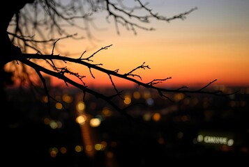 The silhouette of a tree branch against the city lights ;