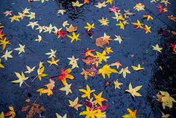  Vibrant autumn leaves scattered on a wet street, reflecting vibrant colors and seasonal beauty.