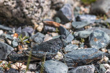 Bayern Speckled grasshopper, (Bryodema tuberculata, Bryodemella tuberculata) is known as the most “conspicuous” grasshoppers of Central Europe and is among the rarest. Altai Republic, Siberia, Russia