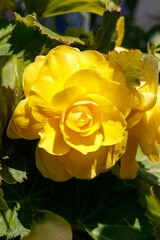 A close up of double yellow flower of Tuberous begonia (Begonia tuberhybrida) of the 'Nonstop Yellow' variety blooming in garden