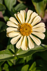 A close up of creamy zinnia elegans flower  (common zinnia; youth-and-age; elegant zinnia) in the garden on a sunny morning, top view