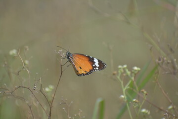 Plain Tiger Butterfly Sunbathing In Garden