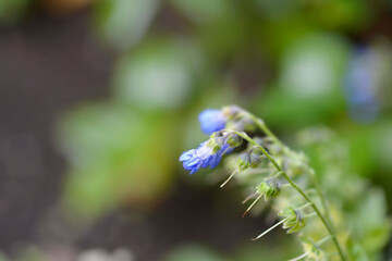 Mertensia flowers