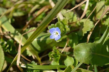 Birdeye speedwell flower