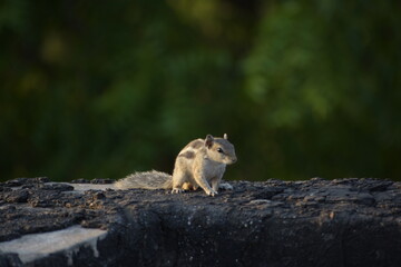 Beautiful Indian Squirrel is playing in green