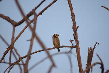 Beautiful Indian Coppersmith Barbet Soaking Sun