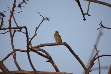 Beautiful Indian Coppersmith Barbet Soaking Sun