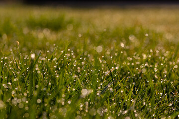 Close-up grass with water drops in the morning