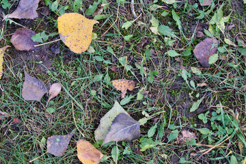 Close-up view of fallen autumn leaves scattered on green grass and moss, showcasing the colors and textures of fall.