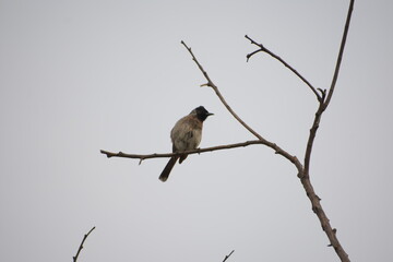 Indian Red-vented Bulbul is Sunbathing
