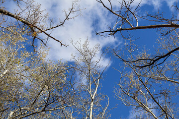 Looking up at bare tree branches reaching toward a vibrant blue sky dotted with white clouds.