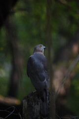 Shikra is the commonest small hawk found in Africa and India. They are often referred to as Sparrow-hawks or Goshawks.