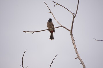 Indian Red-vented Bulbul is Sunbathing