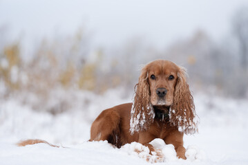 Cocker spaniel angielski w śniegu, zimowy portret w śniegu. © Elżbieta Kaps