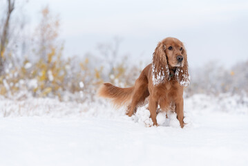 Cocker spaniel angielski w śniegu, zimowy portret w śniegu. © Elżbieta Kaps