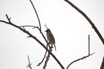 Indian Red-vented Bulbul is Sunbathing