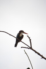 Beautiful Great Egret Bird Sunbathing