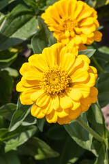 A close up of double yellow zinnia elegans flower (common zinnia; youth-and-age; elegant zinnia) in the garden on a sunny morning